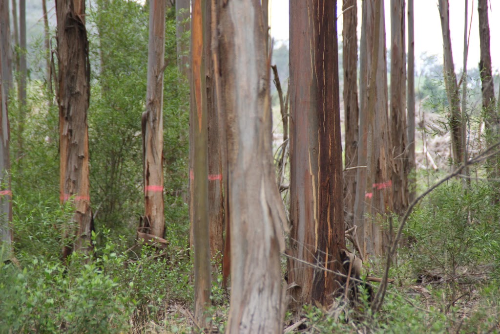 Hazelwood Forestry |  | Lot 1 Porters Rd, Hazelwood North VIC 3840, Australia | 0428595669 OR +61 428 595 669