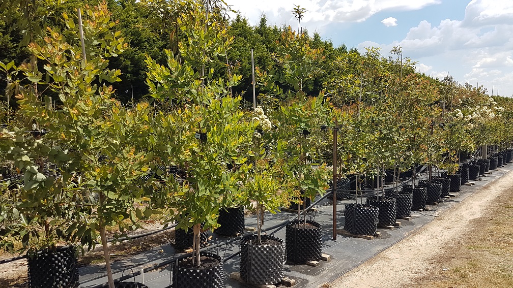 Mt William Advanced Tree Nursery |  | 539 W Goldie Rd, Lancefield VIC 3435, Australia | 0354291517 OR +61 3 5429 1517