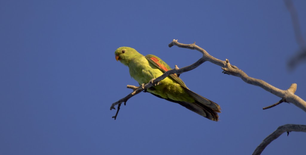 Bowra Sanctuary | Bowra Wildlife Sanctuary, 887 Humeburn Road, Cunnamulla QLD 4490, Australia | Phone: 0455 527 698