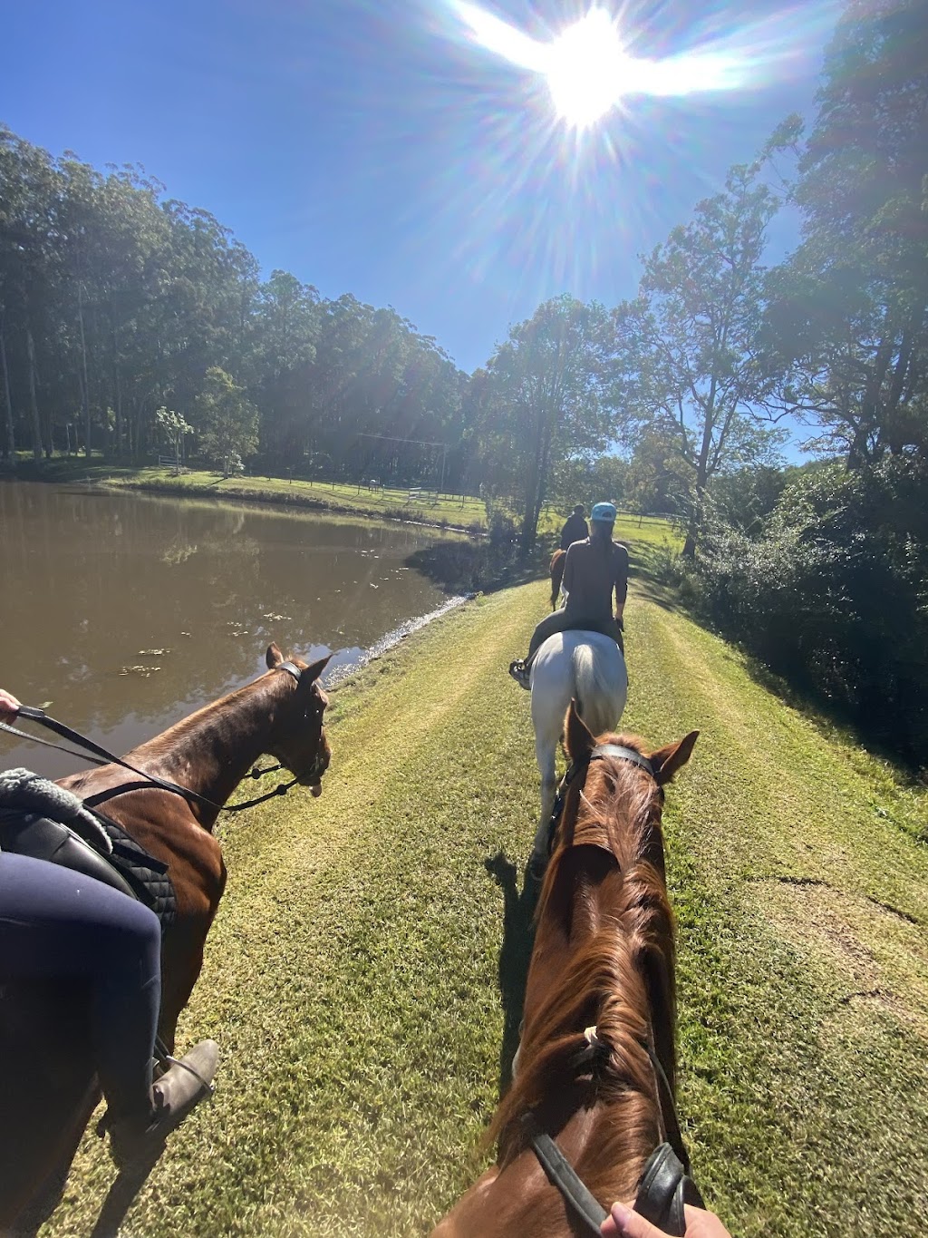 Watagan Australia Agistment & Spelling | 43 Watagan Rd, Martinsville NSW 2265, Australia | Phone: 0450 221 294