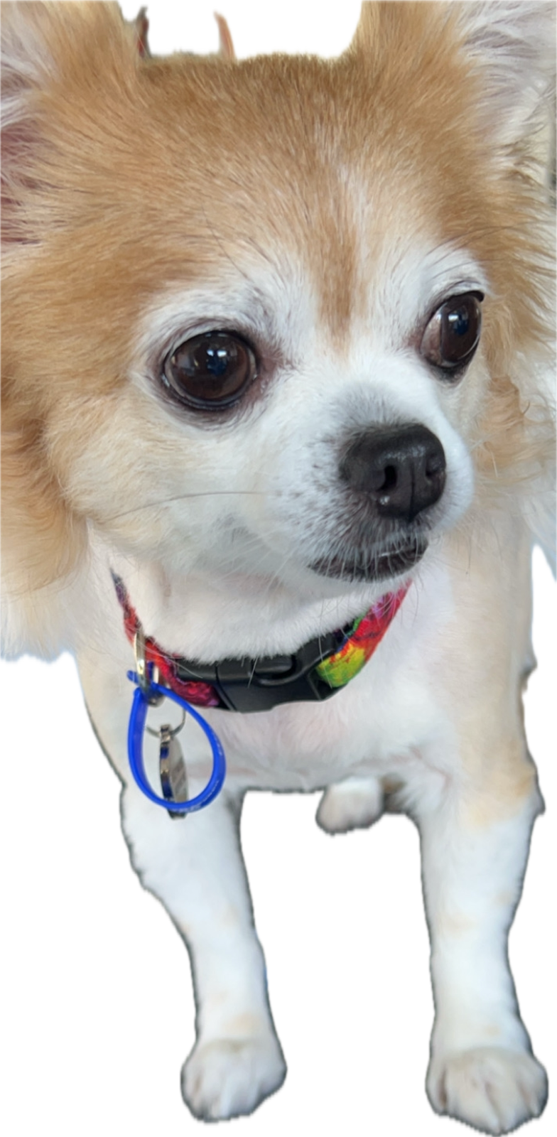 Little paws by staceylee | 46 Mulherin Dr, Mackay Harbour QLD 4740, Australia | Phone: 0447 142 687