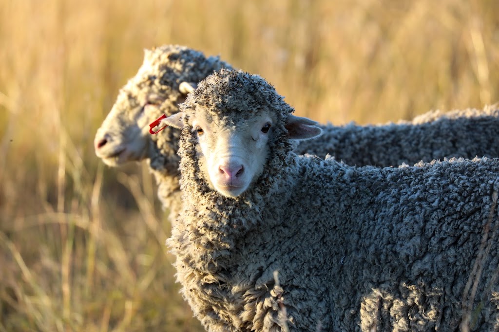 Verona Country Escape | 703 Verona Rd, Terrica QLD 4387, Australia | Phone: 0488 010 679 Verona Country Escape | 703 Verona Rd, Terrica QLD 4387, Australia | Phone: 0488 010 679