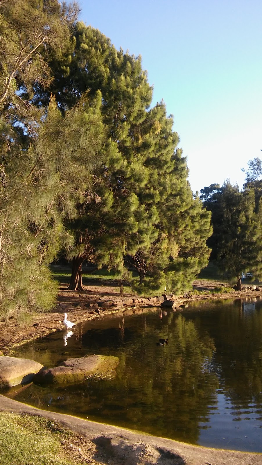 Gilai Reserve | park | Gilai Pl, Allambie Heights NSW 2100, Australia | 0299422111 OR +61 2 9942 2111