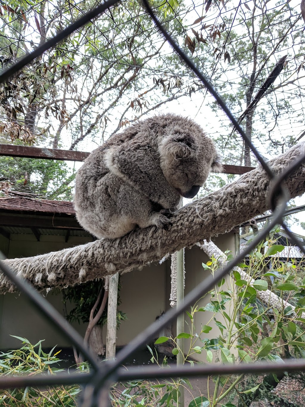 Shoalhaven Zoo And Adventure World | 23 Rock Hill Rd, North Nowra NSW 2541, Australia | Phone: (02) 4421 3949