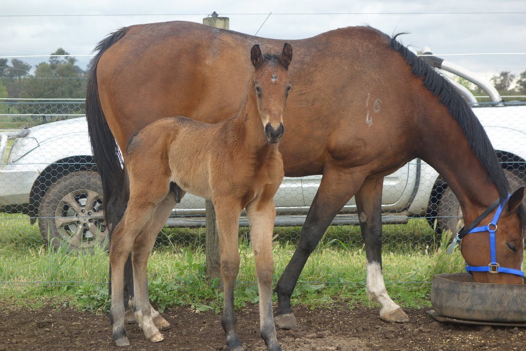 Abbey Thoroughbreds | 30 Denman Rd, Muswellbrook NSW 2333, Australia | Phone: 0418 429 630