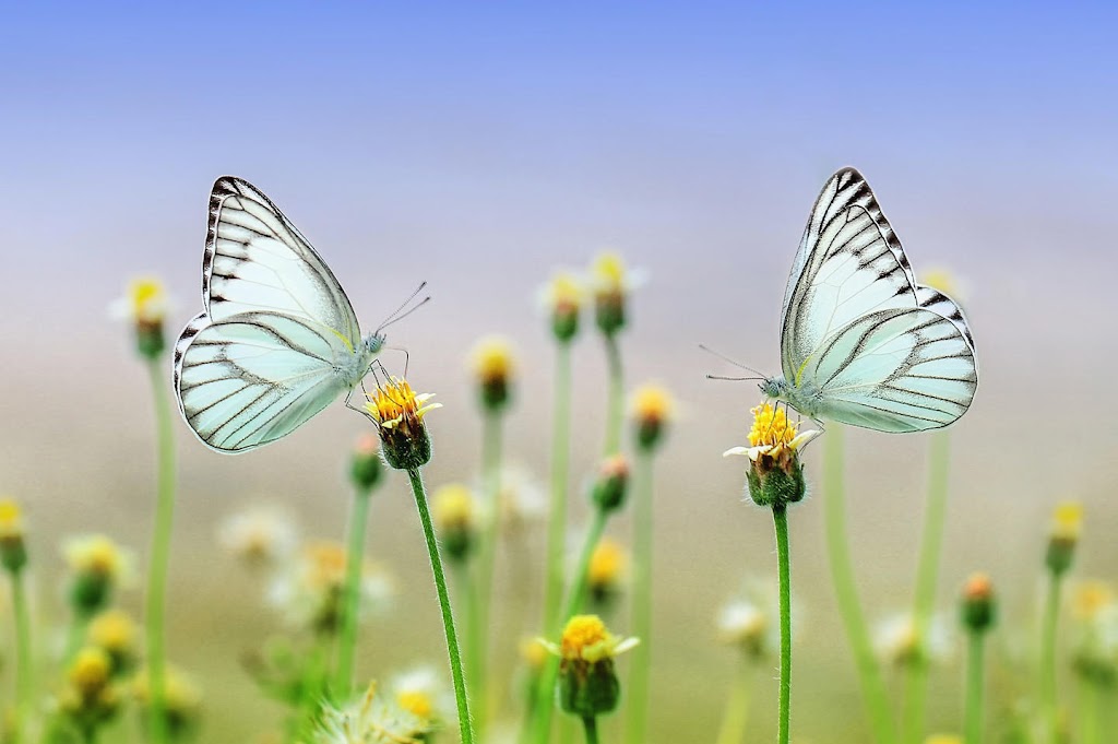 Online Homeopath | 3 Lymington Rd, Cygnet TAS 7112, Australia | Phone: 0433 535 945