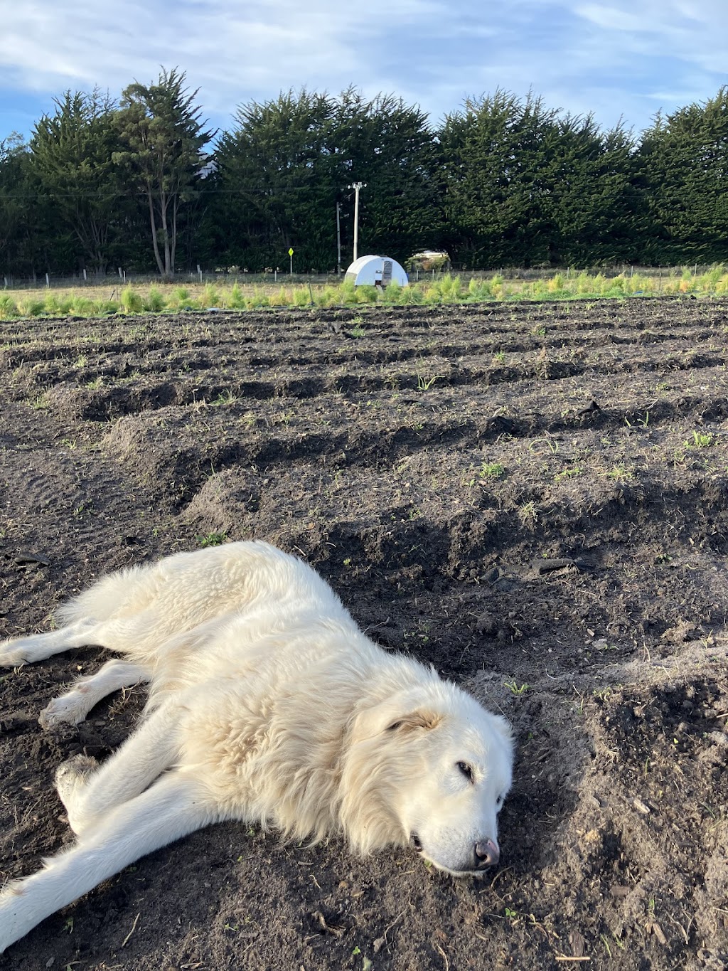 Appinoka Regenerative Farming | 36 Waggs Rd, Mountain River TAS 7109, Australia | Phone: 0457 207 638