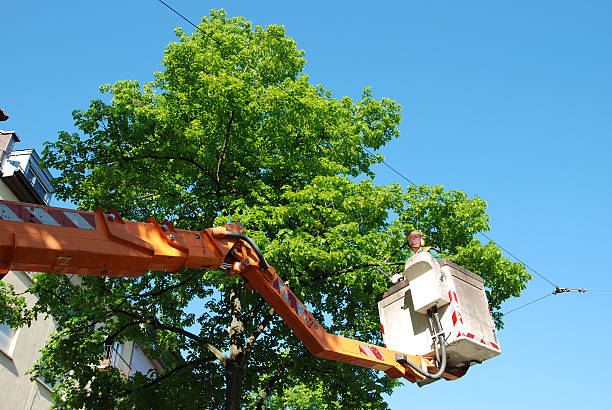Len McKeown Tree Removal & Arborist |  | 8 Wright St, Mount Evelyn VIC 3796, Australia | 1300135982 OR +61 1300 135 982