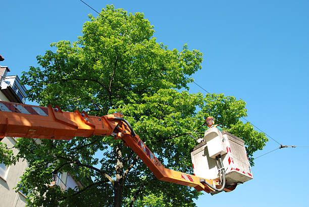 Len McKeown Tree Removal & Arborist | 8 Wright St, Mount Evelyn VIC 3796, Australia | Phone: 1300 135 982