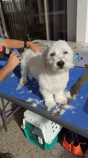 Coats n Tails Dog Grooming | 2/4 Kowhai Pl, Nerang QLD 4211, Australia | Phone: 0413 136 476