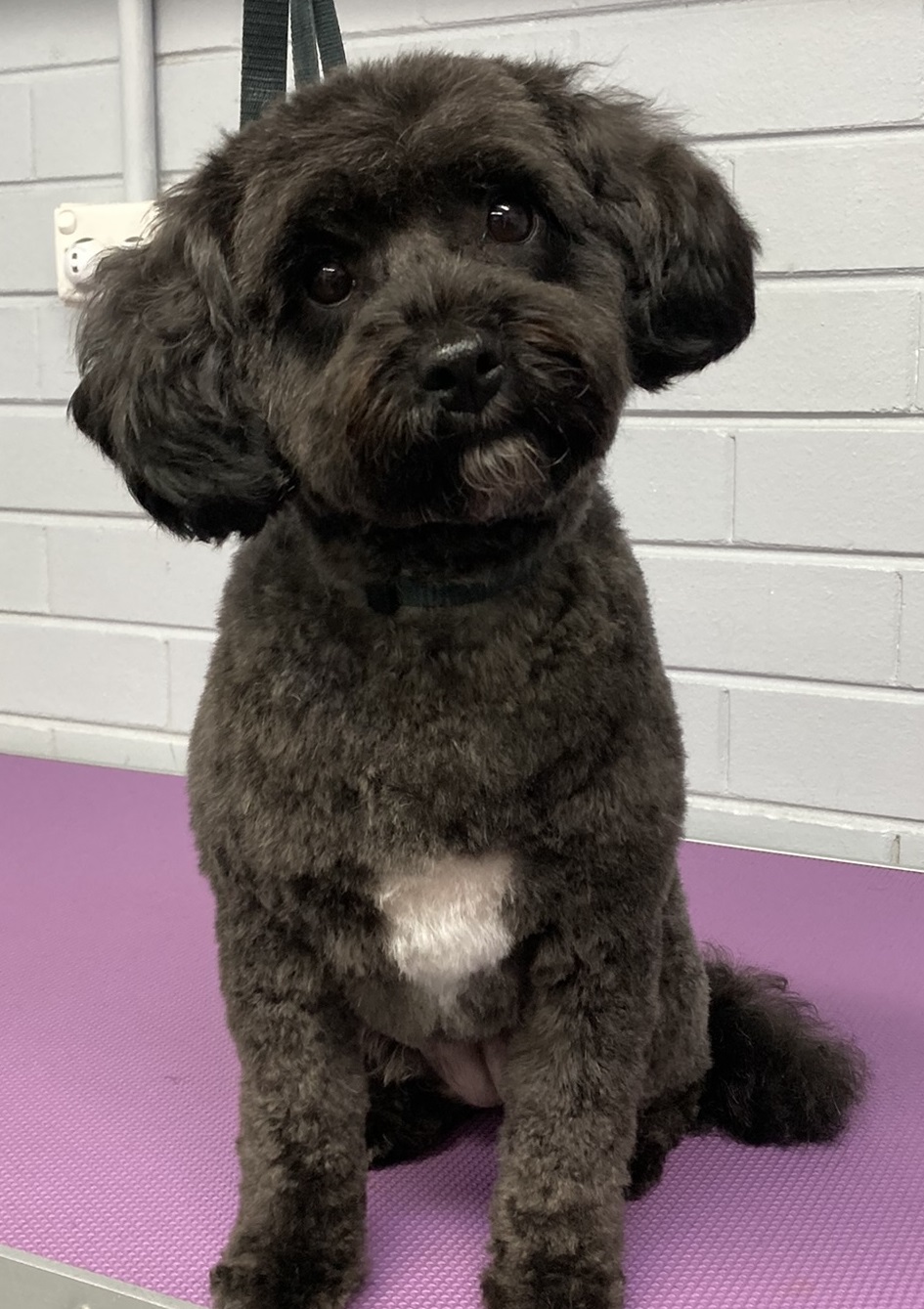 Peachy Clean - Pet grooming & supply store | 11-13 Buln Buln Rd, Drouin VIC 3818, Australia | Phone: 0483 849 145