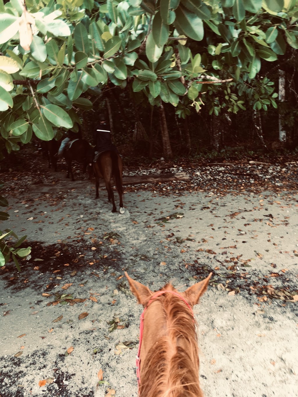 Cape Tribulation Horse Rides | 3831 Cape Tribulation Rd, Cape Tribulation QLD 4873, Australia | Phone: 1800 111 124