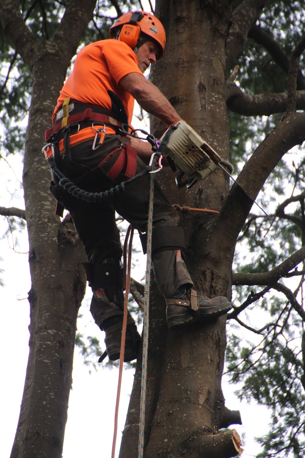 ezy tree solutions | Maurice Rd, Wandin North VIC 3139, Australia | Phone: 0438 979 022