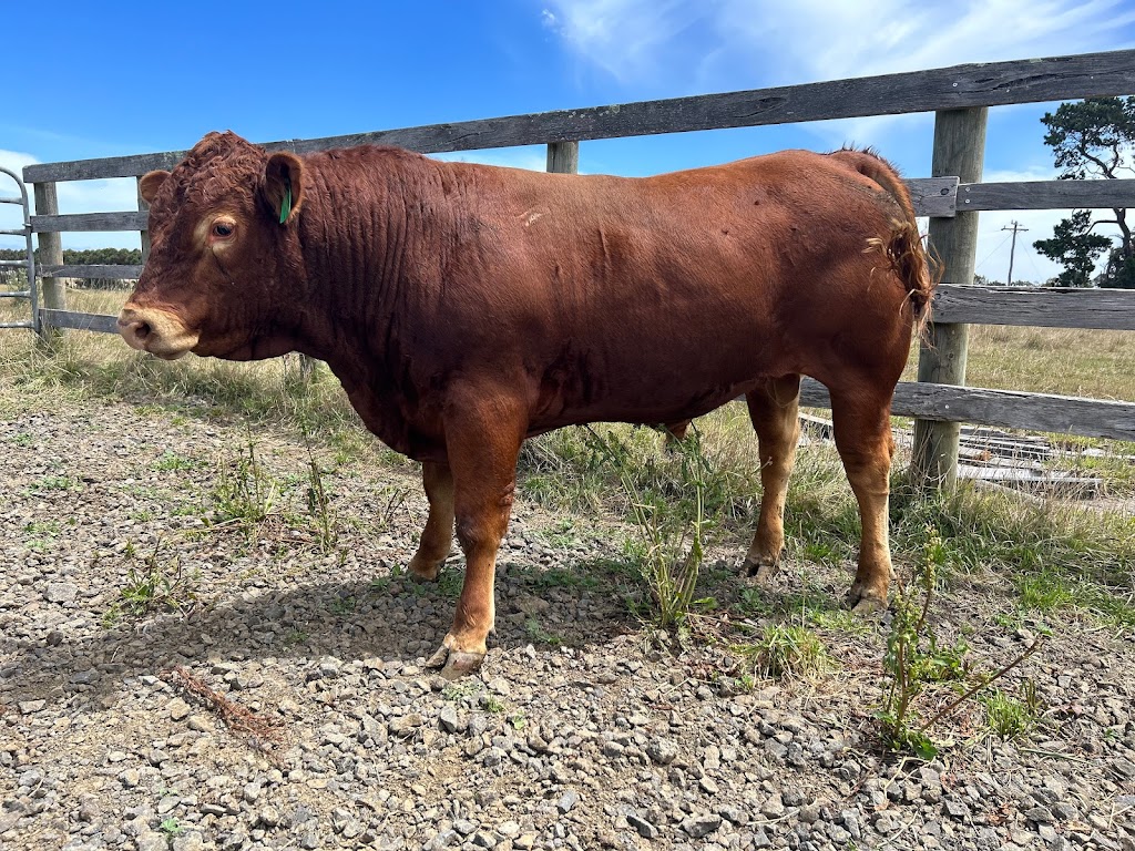 Otway Felix Limousin Stud | 165 Whytcross Ln, Birregurra VIC 3242, Australia | Phone: 0438 289 119