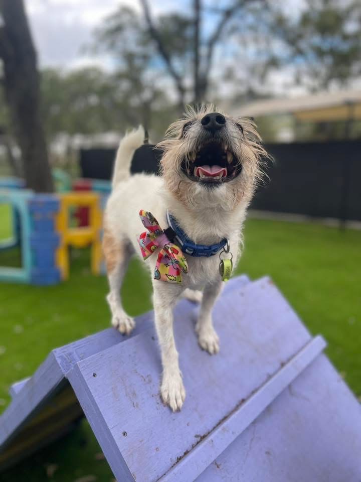 Pawfect Paws | Showgrounds, Glenvale Rd, Glenvale QLD 4350, Australia | Phone: 0431 851 501