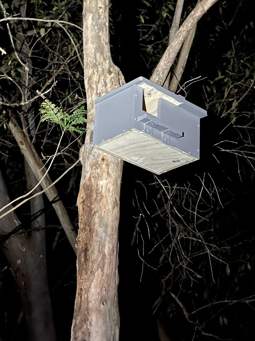 Comfy Creatures | 94 Stanton Cross Dr, Karalee QLD 4306, Australia | Phone: 0437 837 473