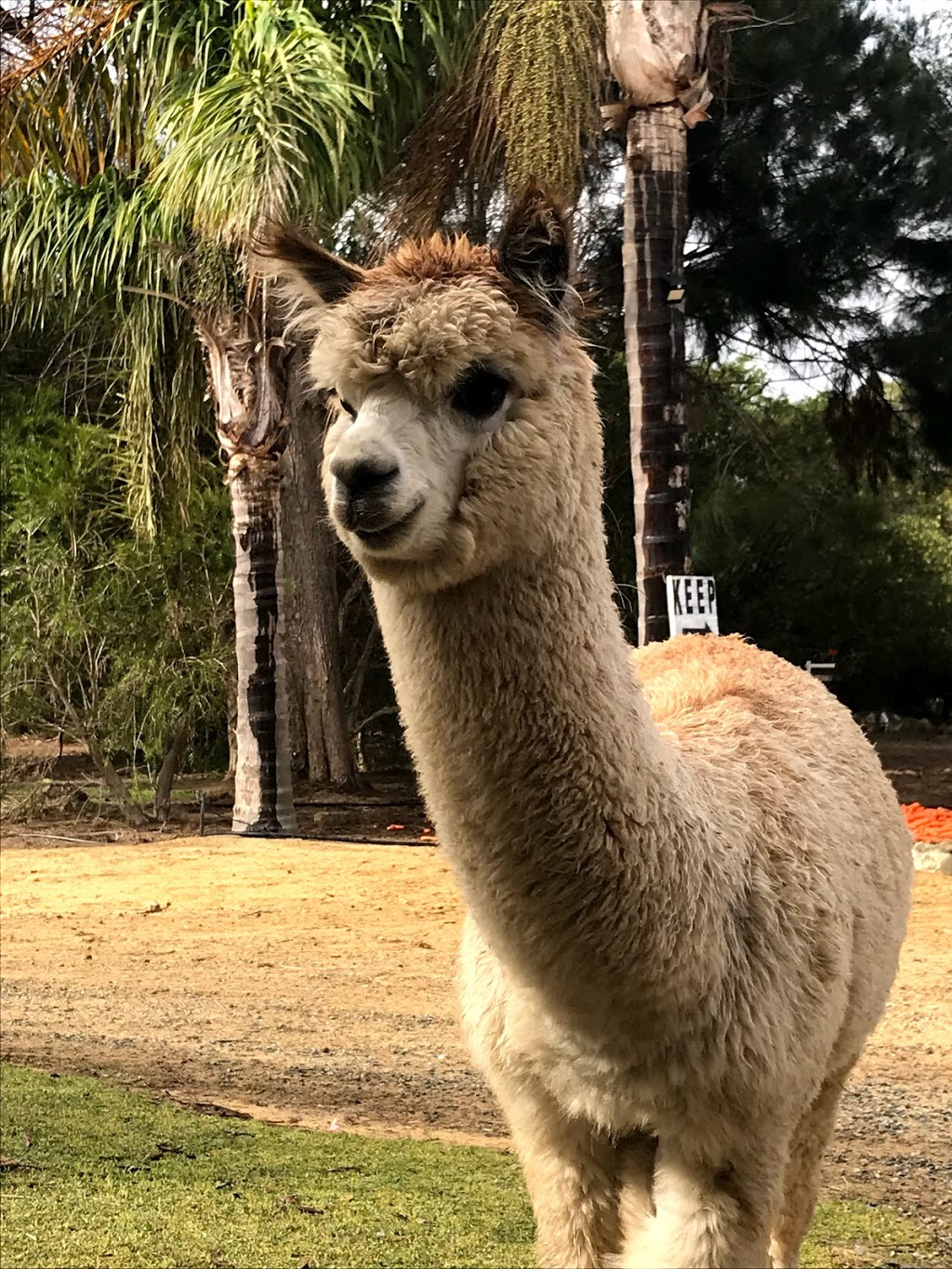 Mamoes Country Cottage alpaca Farmstay B&B & Alpaca Event Hire | 50 Fairway Ct, Woodridge WA 6041, Australia | Phone: 0404 210 437