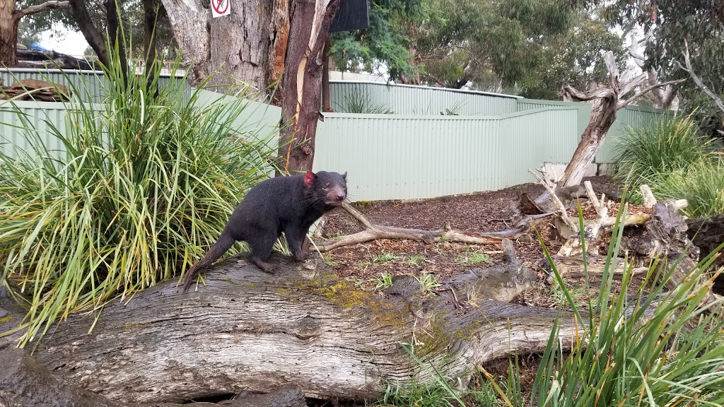 Bonorong Wildlife Sanctuary | zoo | 593 Briggs Rd, Brighton TAS 7030, Australia | 0362681184 OR +61 3 6268 1184