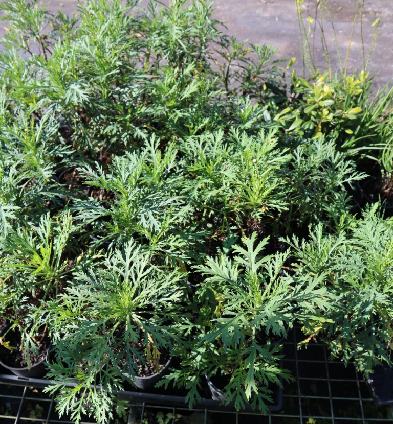 Crystal Nursery | Crooks Valley Rd, Crystal Creek NSW 2484, Australia | Phone: 0487 393 831