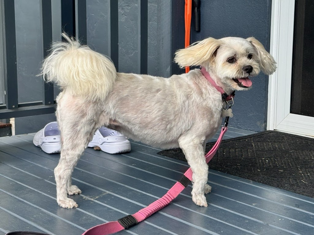 PJ’s Dog Grooming (Sapphire Beach, Coffs Harbour) | Lakeside Dr, Sapphire Beach NSW 2450, Australia | Phone: 0423 501 191