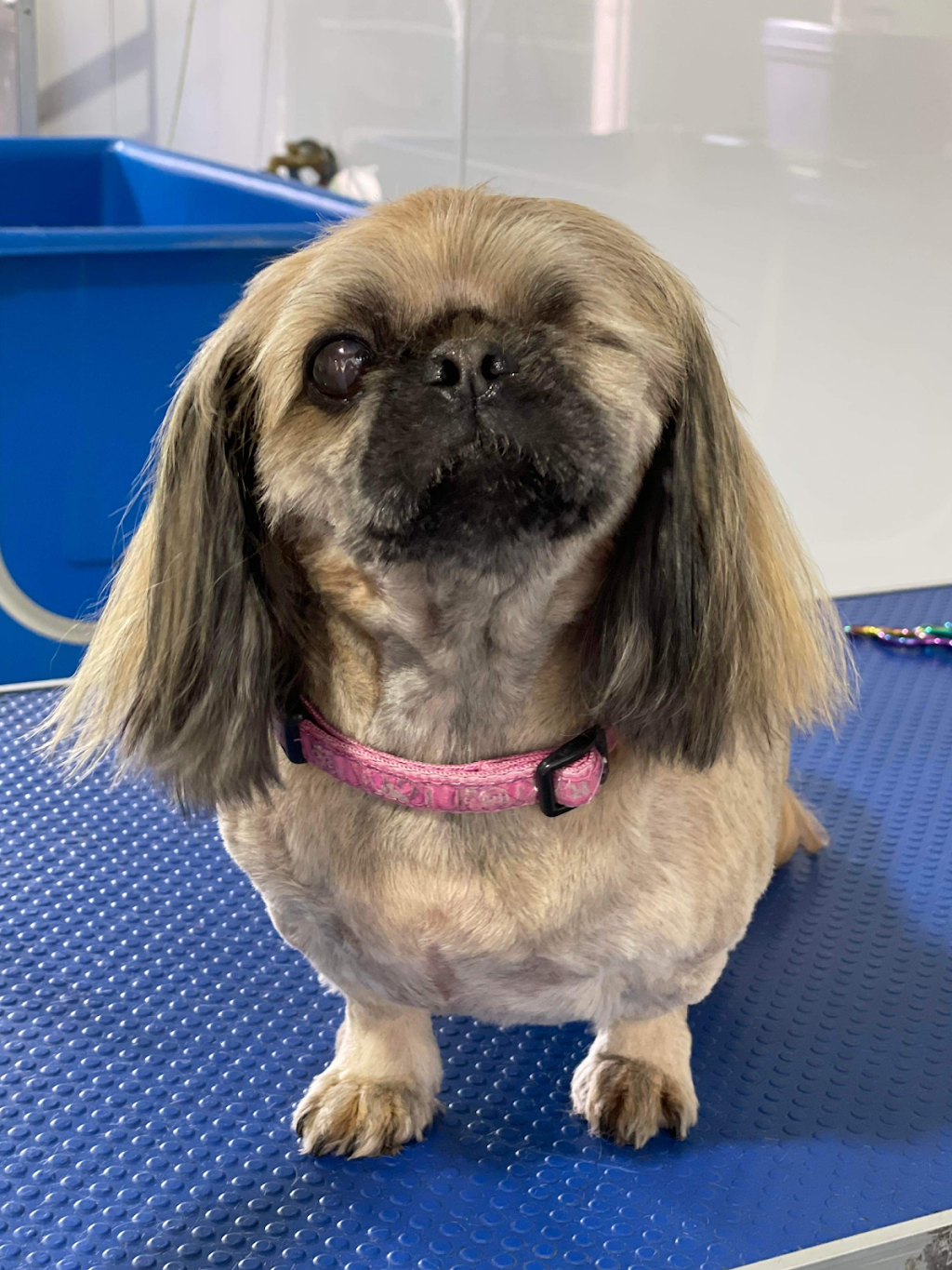 Megs Pampered Pets | 287 Sussex Inlet Rd, Sussex Inlet NSW 2540, Australia | Phone: 0411 989 469