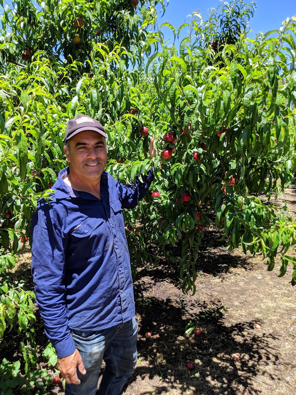 Tonys Summer Fruits Open December To April | store | 721 Canning Rd, Carmel WA 6076, Australia | 0408293521 OR +61 408 293 521