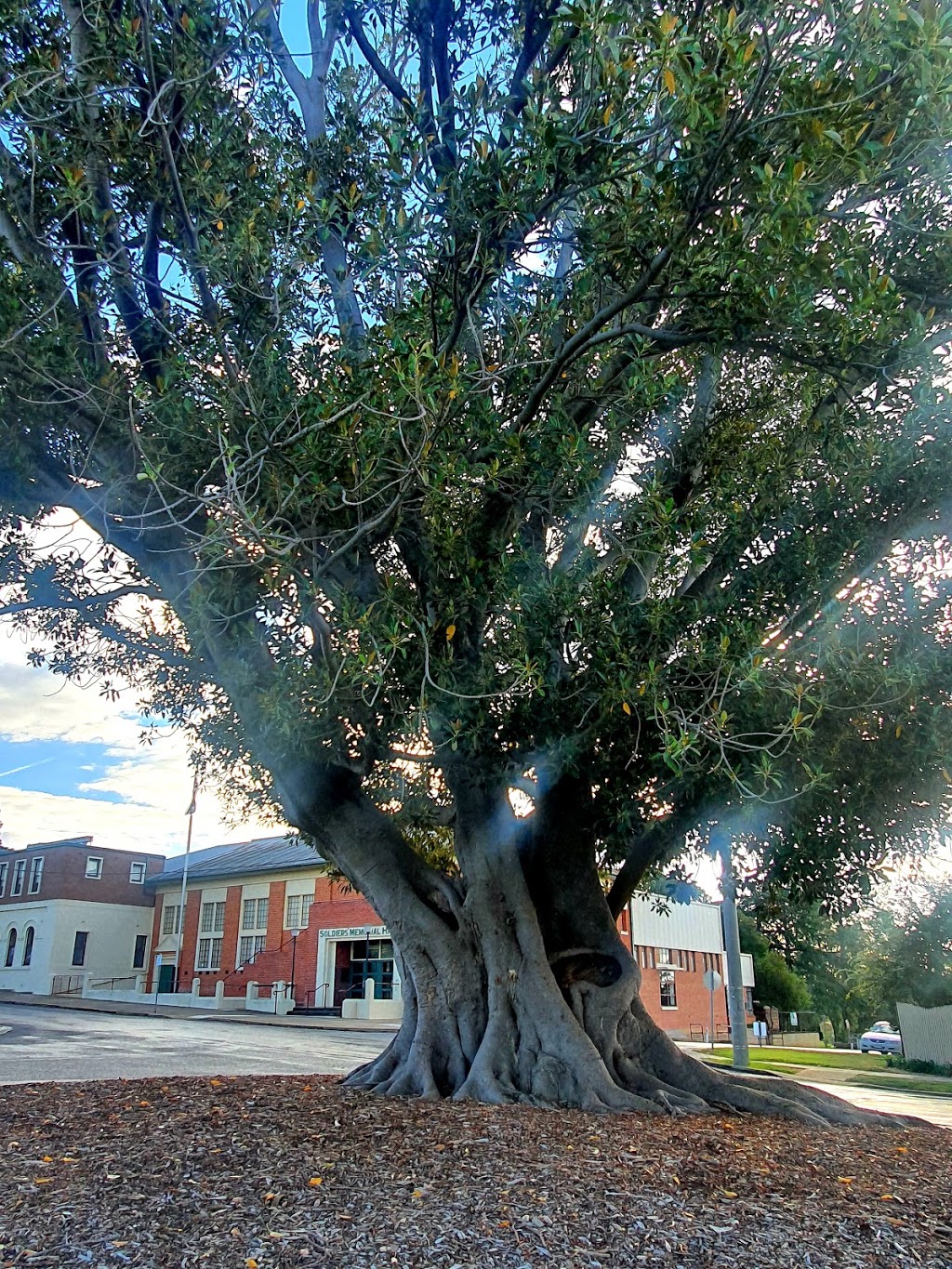 Rutherglen Apex Playground and Skate Park |  | 137 Murray St, Rutherglen VIC 3685, Australia | 1800622871 OR +61 1800 622 871