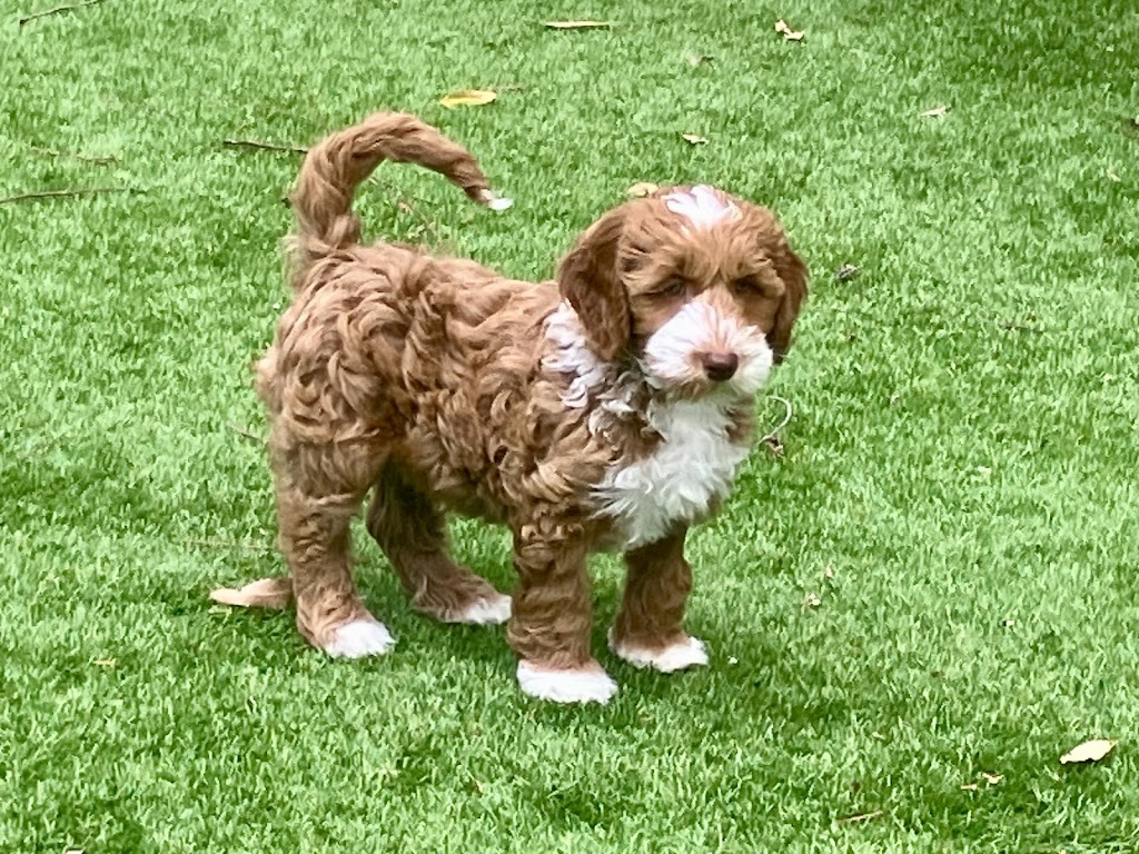 Misty Mountain Australian Labradoodles | 58-60 Siganto St, Tamborine Mountain QLD 4272, Australia | Phone: 0409 813 053