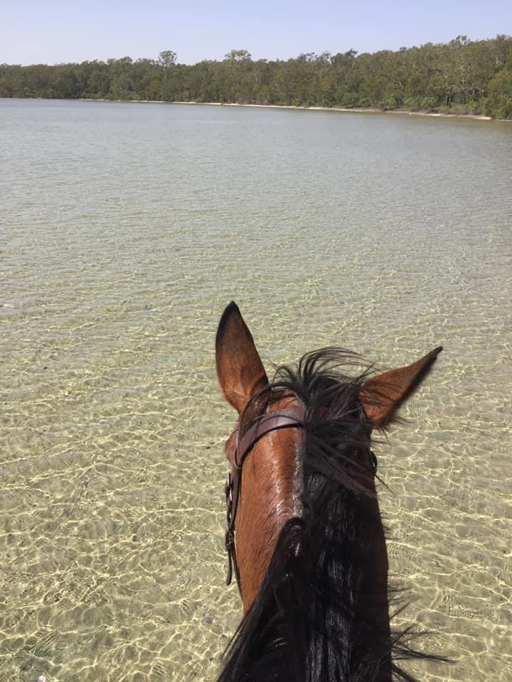 Noosa Horse Riding | 22 Wills Rd, Weyba Downs QLD 4562, Australia | Phone: 0438 710 530