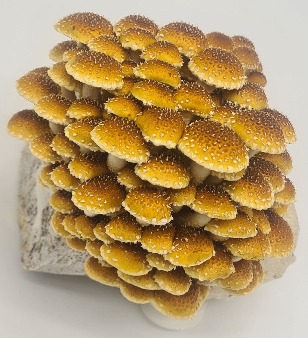 SeaChange Mushrooms | 96 Lower Hermitage Rd, Lower Hermitage SA 5131, Australia | Phone: 0412 561 165