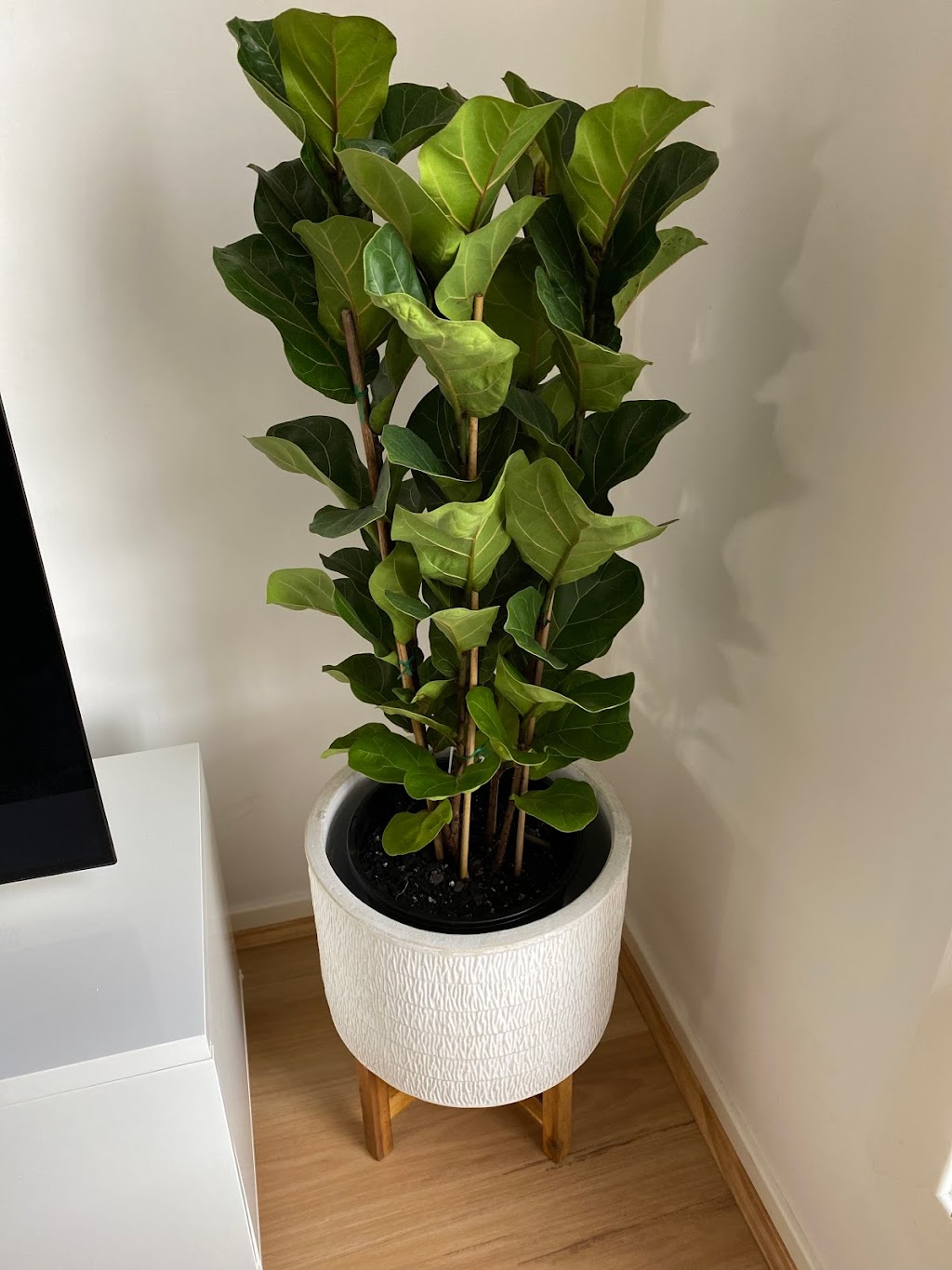 Zen indoor plants | 29a Duke St, Canley Heights NSW 2166, Australia | Phone: 1300 755 093