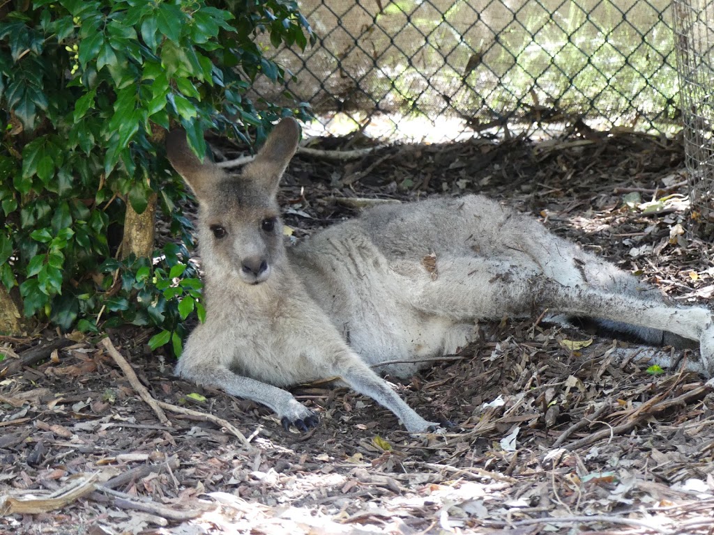 Koala Park Sanctuary Sydney | 84 Castle Hill Rd, West Pennant Hills NSW 2125, Australia | Phone: (02) 9484 3141