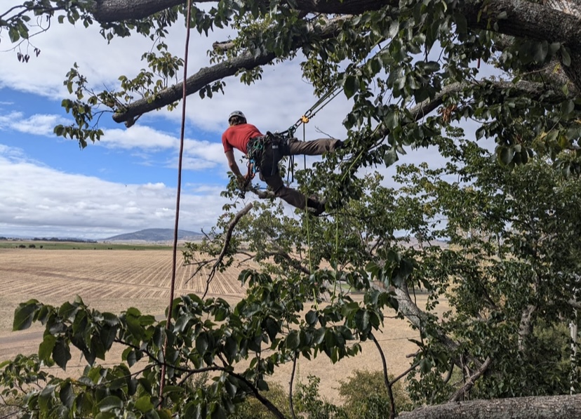 Escarpment Tree Care | 56 Lower Coast Rd, Stanwell Park NSW 2508, Australia | Phone: 0466 804 243