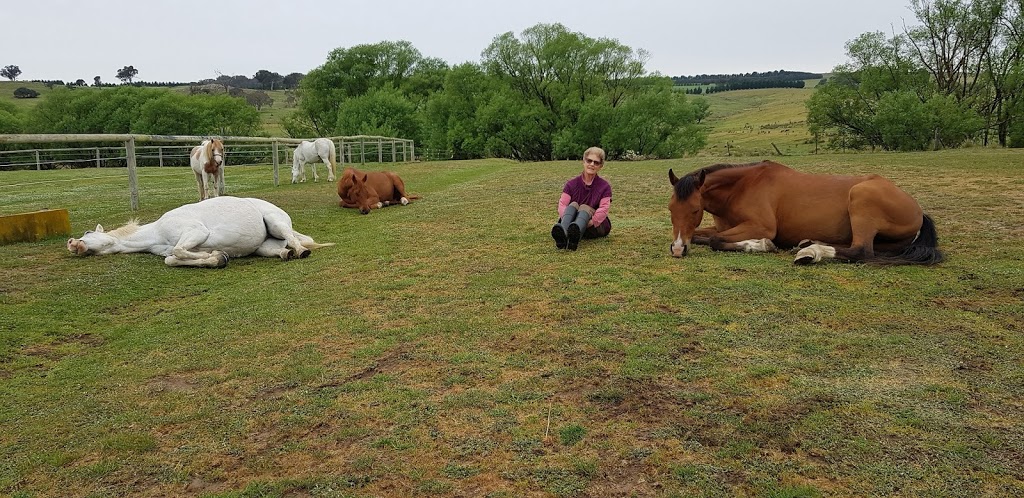 Horses Teaching Humans | Rubyvale, Laggan NSW 2583, Australia | Phone: (02) 4837 3397