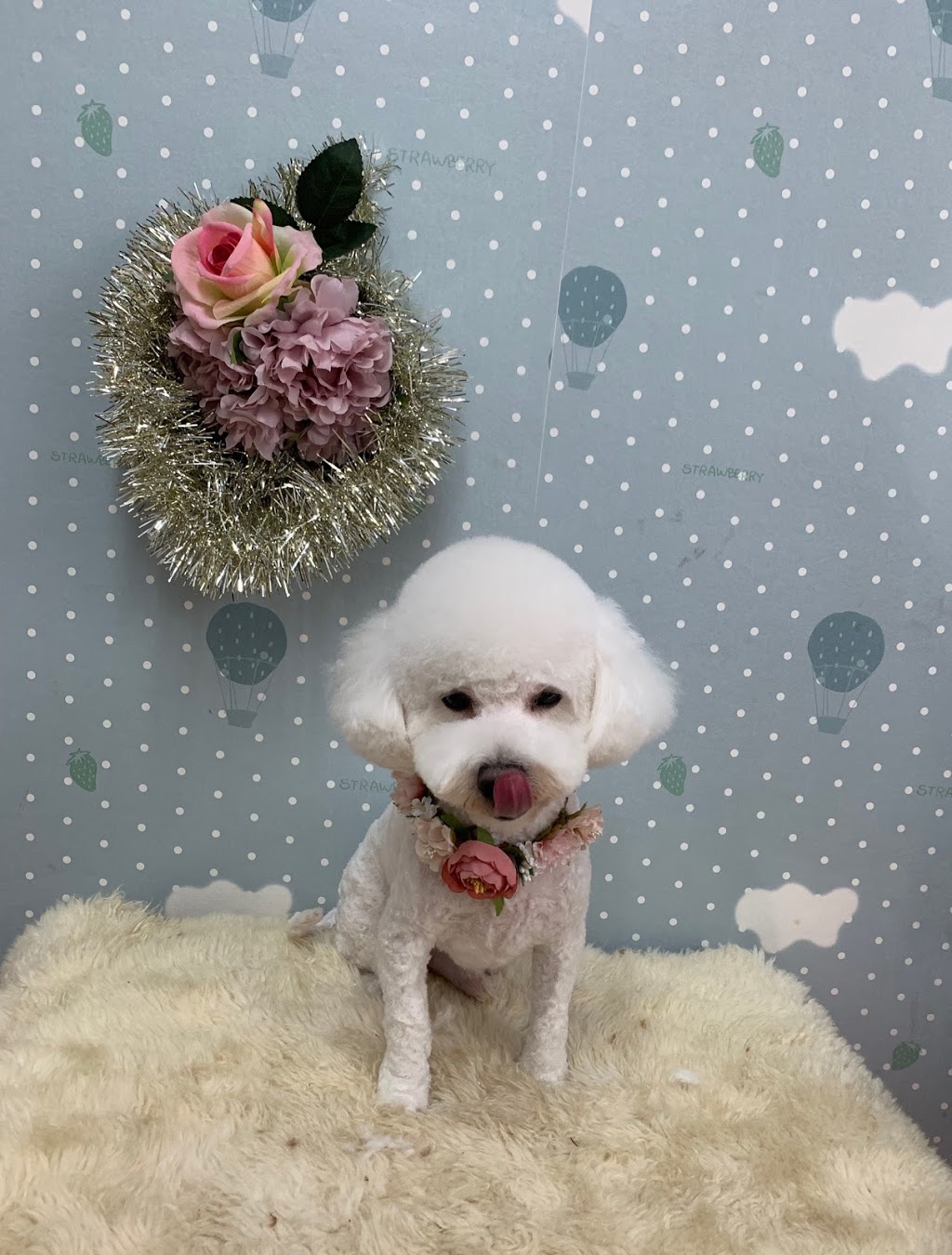 Lovely pets Pet Grooming | pet store | 12 Burwood Rd, Concord NSW 2137, Australia | 0297475920 OR +61 2 9747 5920