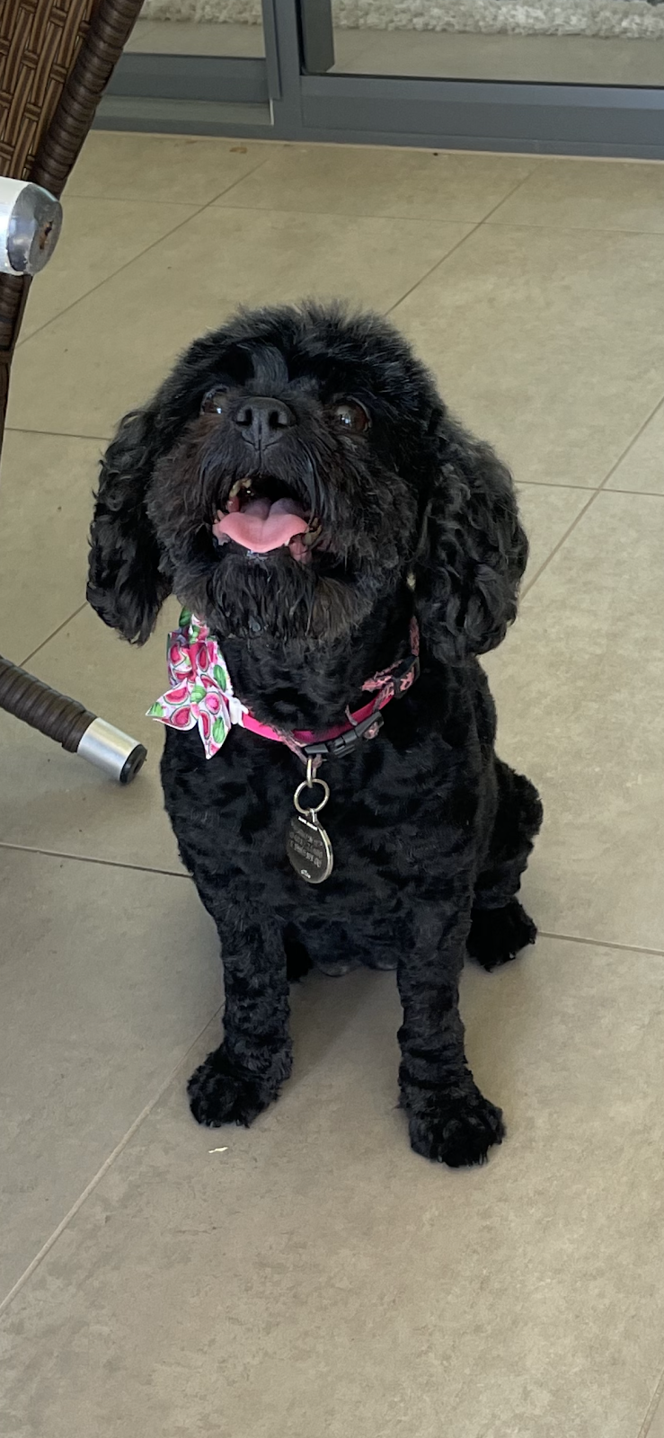 The Dog Grooming Garage | 13 Wiregrass Ave, Denham Court NSW 2565, Australia | Phone: 0438 049 618