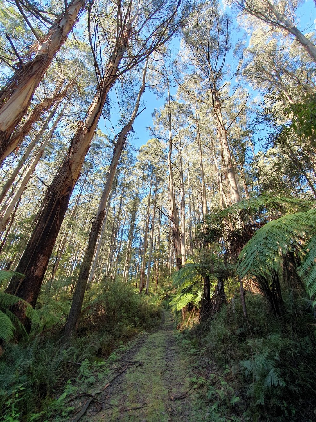 Mt Worth State Park | Seaview VIC 3821, Australia | Phone: 13 19 63