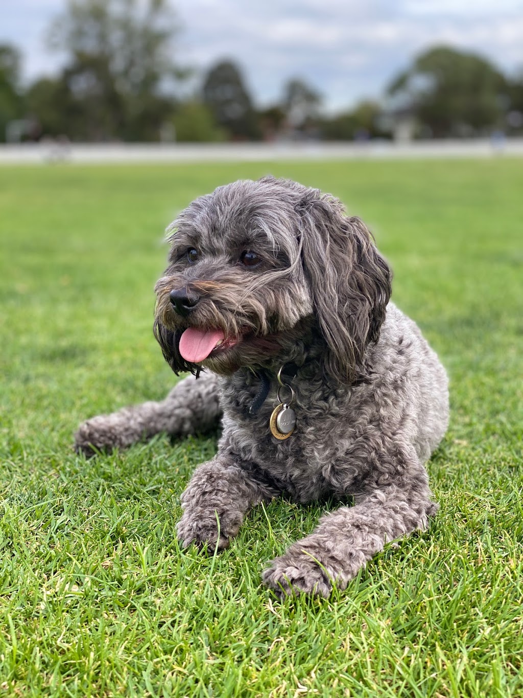 Dr Doolittle Dog Walkers | 1 Warland Rd, Hampton East VIC 3188, Australia | Phone: 0481 267 481