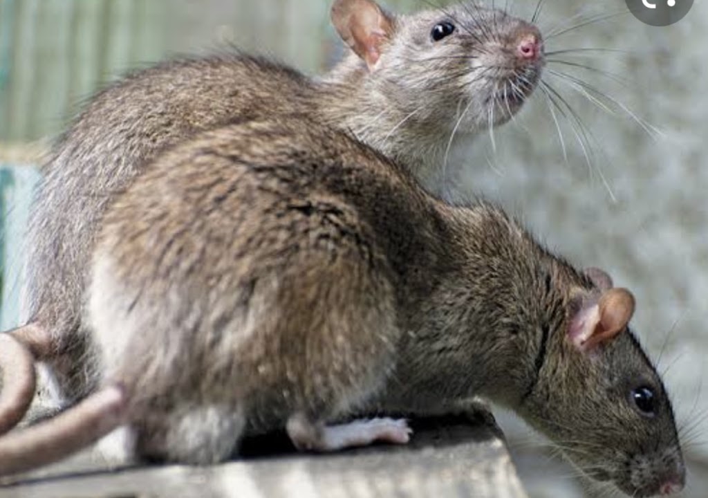 Steves termite & pest control Penrith | 10 Fawkener Pl, Werrington County NSW 2747, Australia | Phone: 0478 016 222