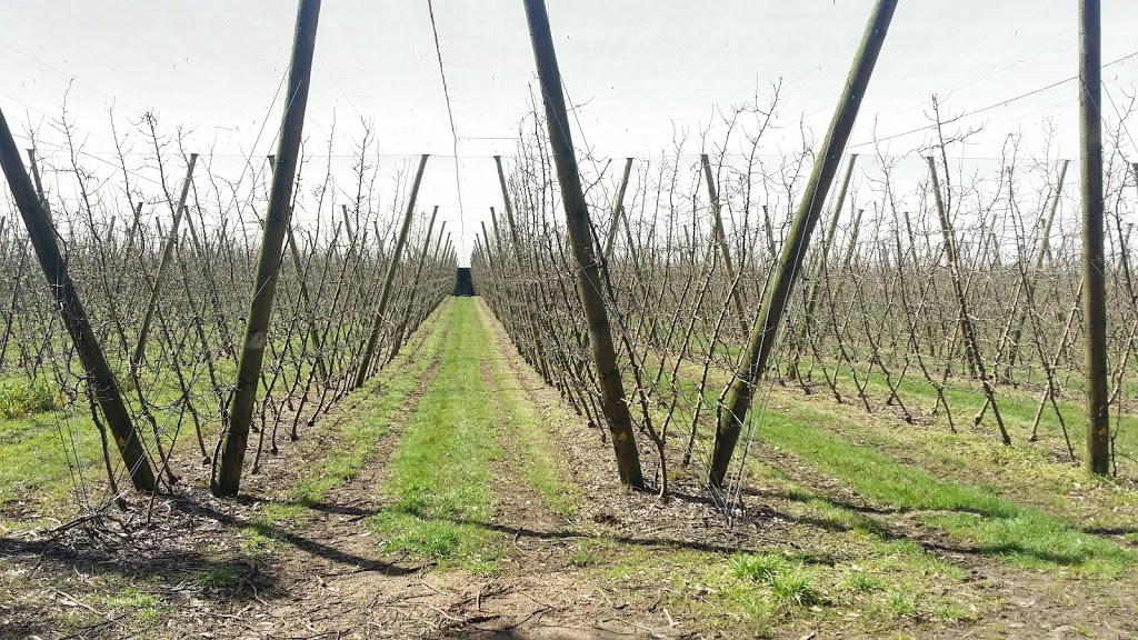 Sanders Apples (U-Pick and Tours) |  | 1020 Yarra Junction-Noojee Rd, Three Bridges VIC 3797, Australia | 0430589310 OR +61 430 589 310