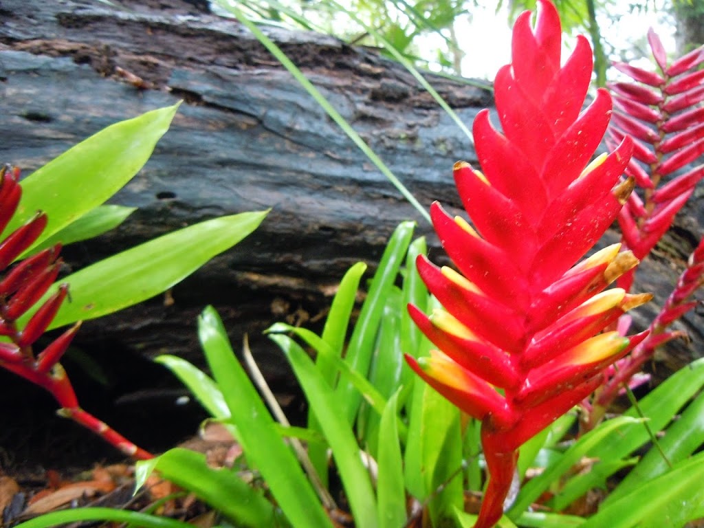 Waterfall Hideout-Rainforest Cabin for Couples | lodging | 368 Zara Rd, Chillingham NSW 2484, Australia | 0490372452 OR +61 490 372 452