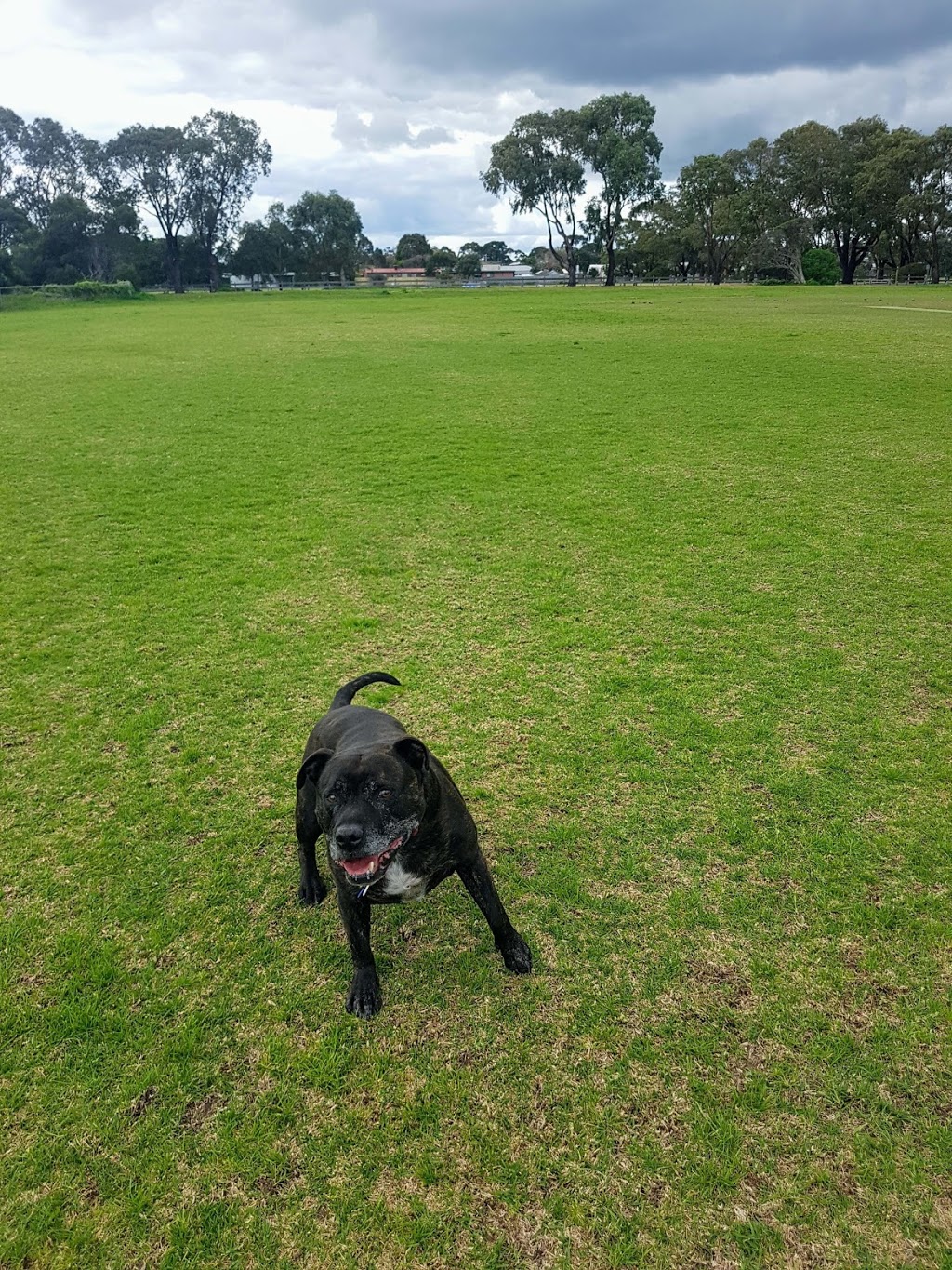 Amys Dog Walking and Pet Sitting |  | Leopold VIC 3224, Australia | 0405673250 OR +61 405 673 250