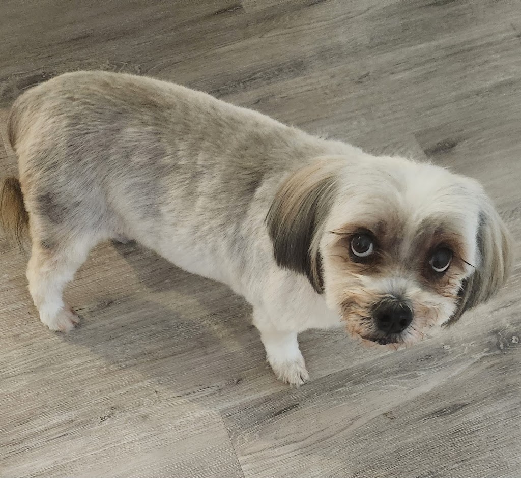 Petloft dog grooming | Lady Ardee Cct, Stockleigh QLD 4280, Australia | Phone: 0479 050 018 Petloft dog grooming | Lady Ardee Cct, Stockleigh QLD 4280, Australia | Phone: 0479 050 018