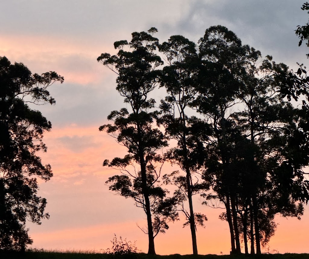 Coodellil Farm | 160 Logans Crossing Rd, Logans Crossing NSW 2439, Australia | Phone: 0432 240 073