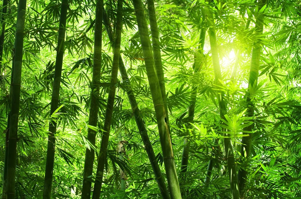Bamboo Landscape Plants | 108 Wattleup Rd, Wattleup WA 6166, Australia | Phone: (08) 9410 1453