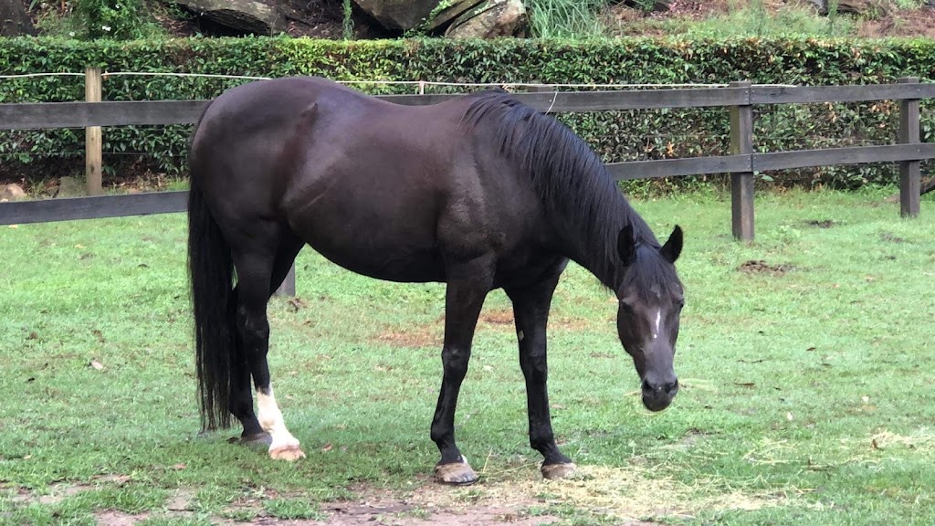 Tranquil Island Horse Experiences and Trail Obstacles | 748 Sackville Rd, Ebenezer NSW 2756, Australia | Phone: 0418 220 927