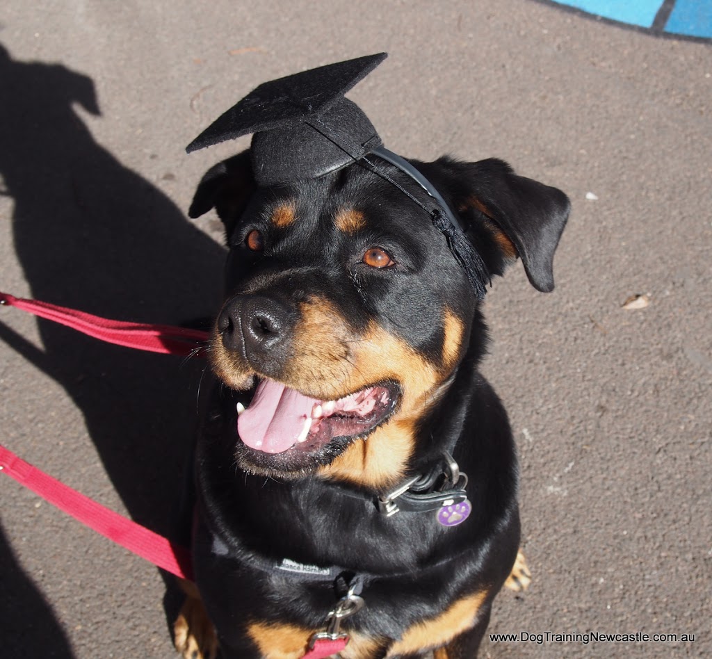 Dog Training Newcastle | school | 150 Rae Cres, Kotara NSW 2289, Australia