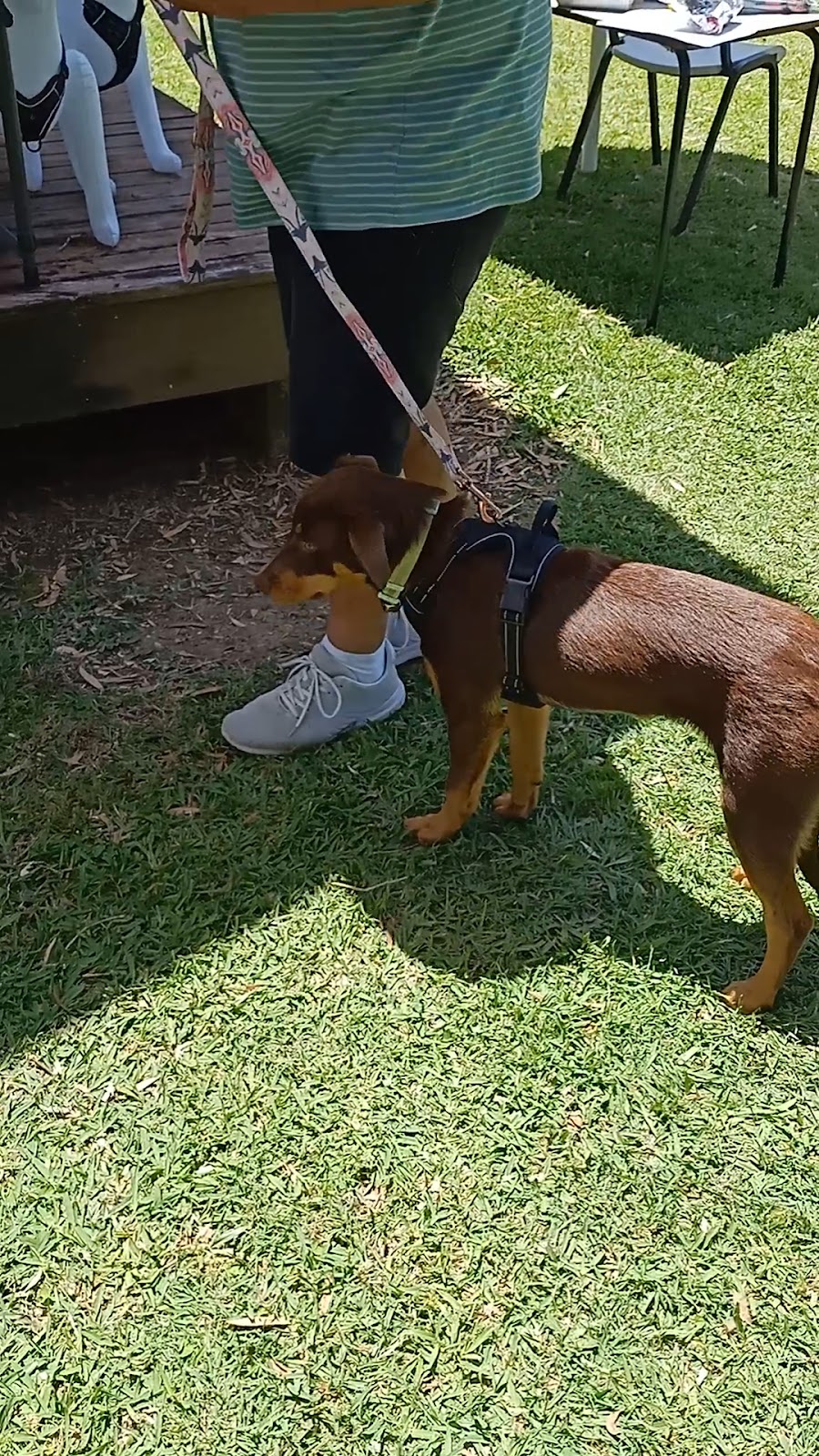 Clever Pup Dog Training, Daycare & Train plus Training Supplies | 2B Morgans Rd, Sandy Beach NSW 2456, Australia | Phone: 0412 050 279