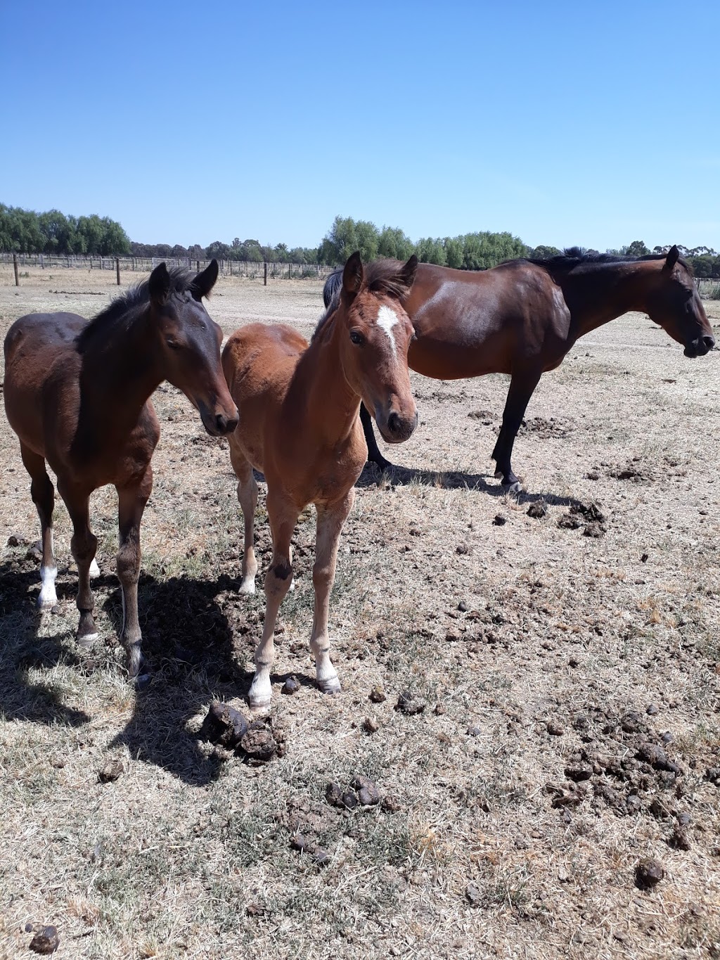 Dunroamin Standardbreds | 1135 Goulburn Valley Hwy, Congupna VIC 3633, Australia | Phone: 0417 066 933