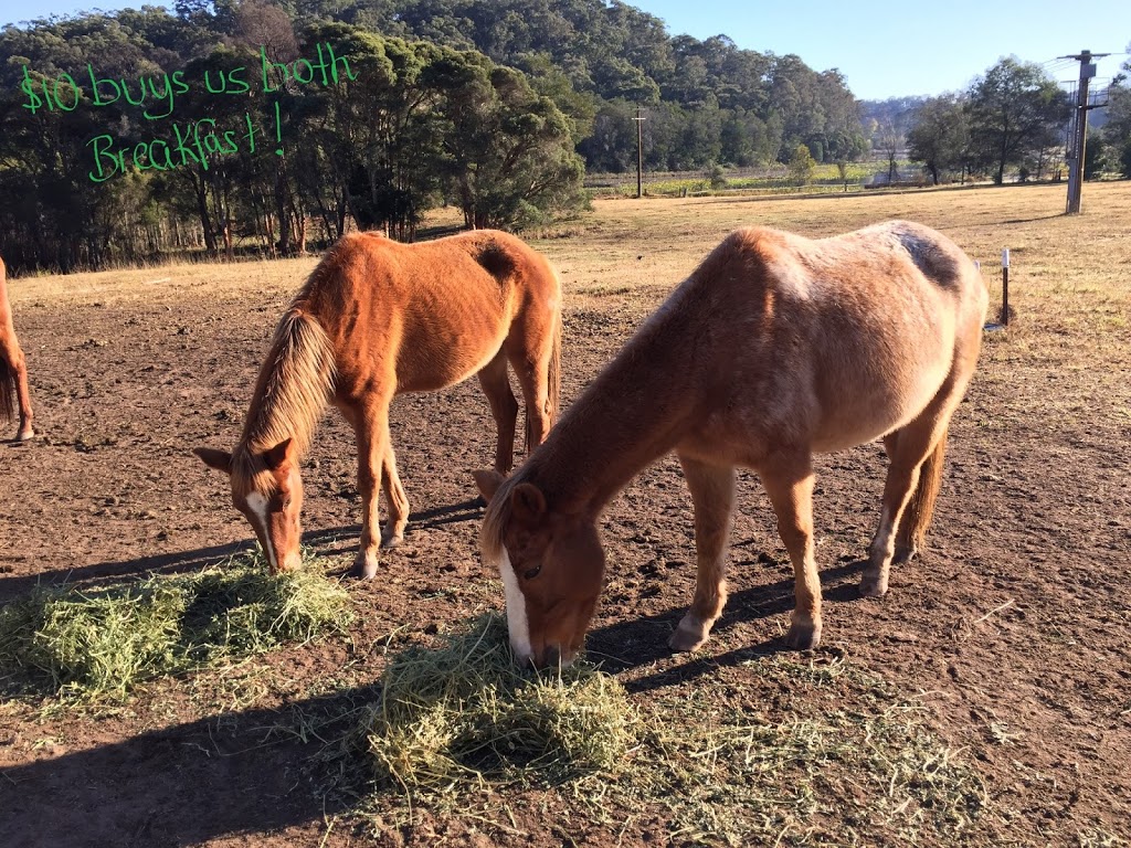 Horse Rescue Australia | 220 Crooked Ln, North Richmond NSW 2754, Australia | Phone: (02) 8250 1442